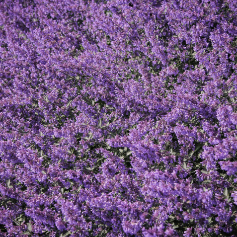 lilla lillepõld flowerfield purple
