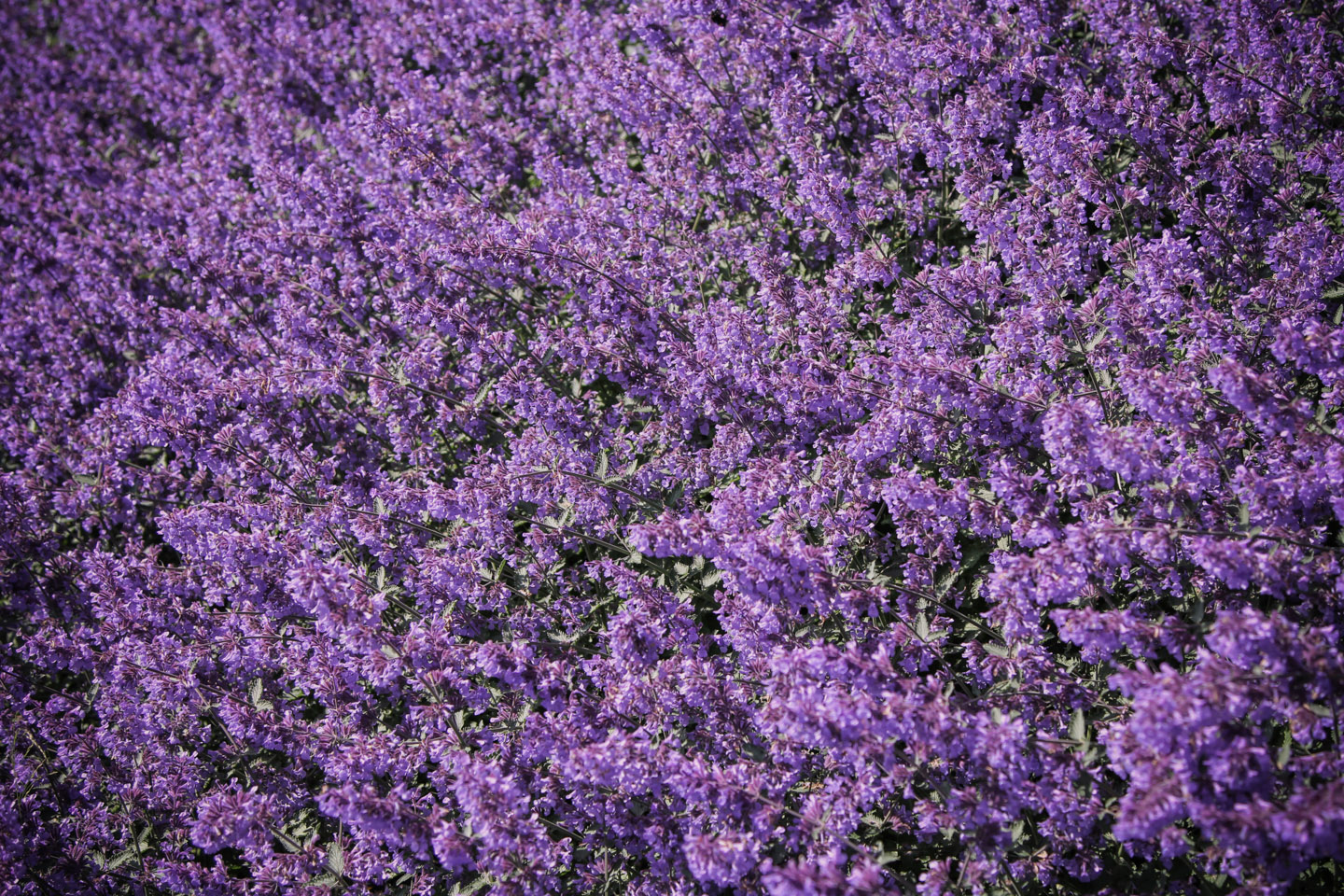 lilla lillepõld flowerfield purple
